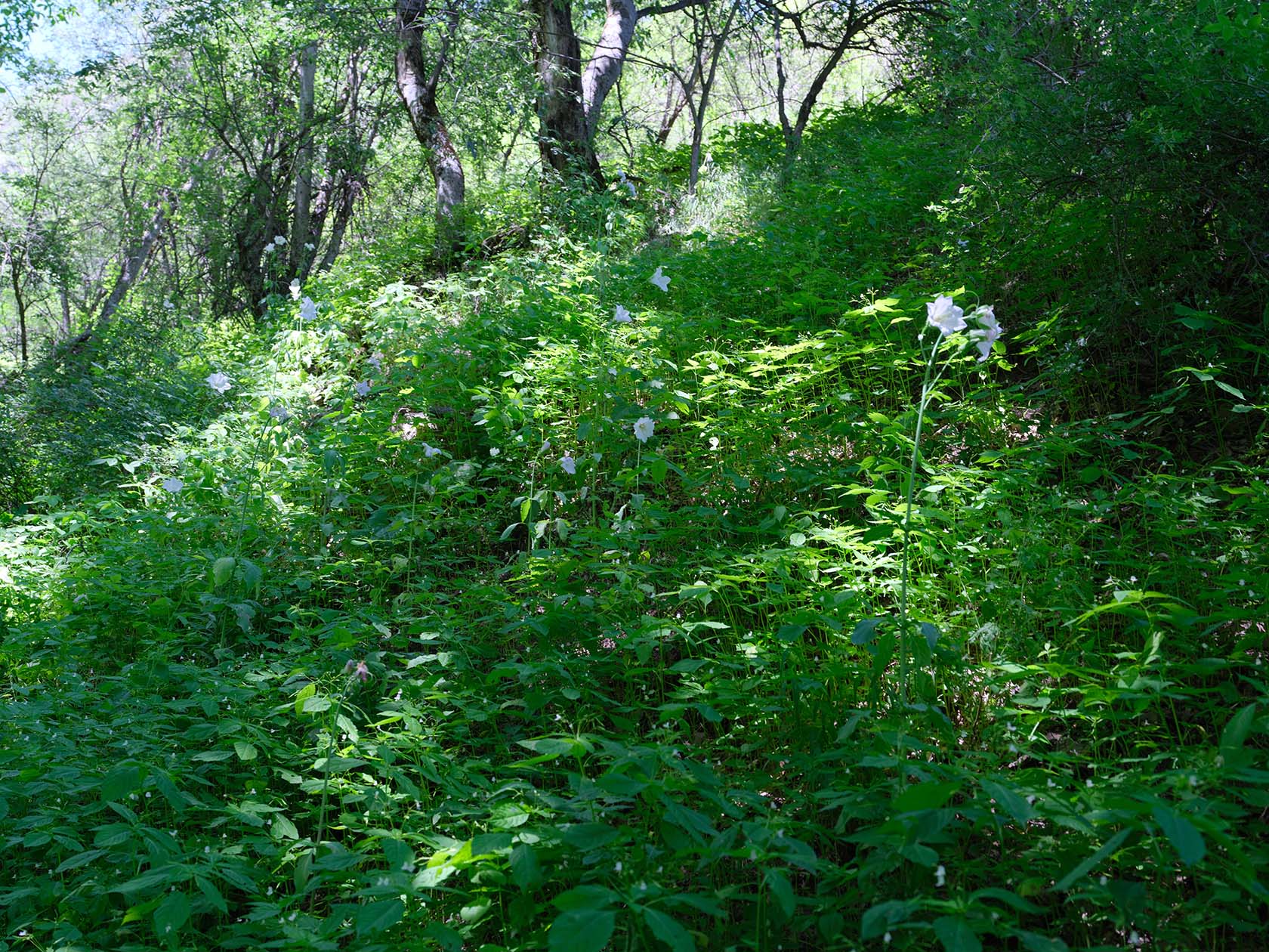 Кондара, image of landscape/habitat.