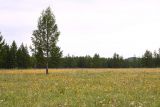 Image of landscape