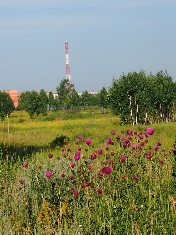 Дарвинская тропа, изображение ландшафта.