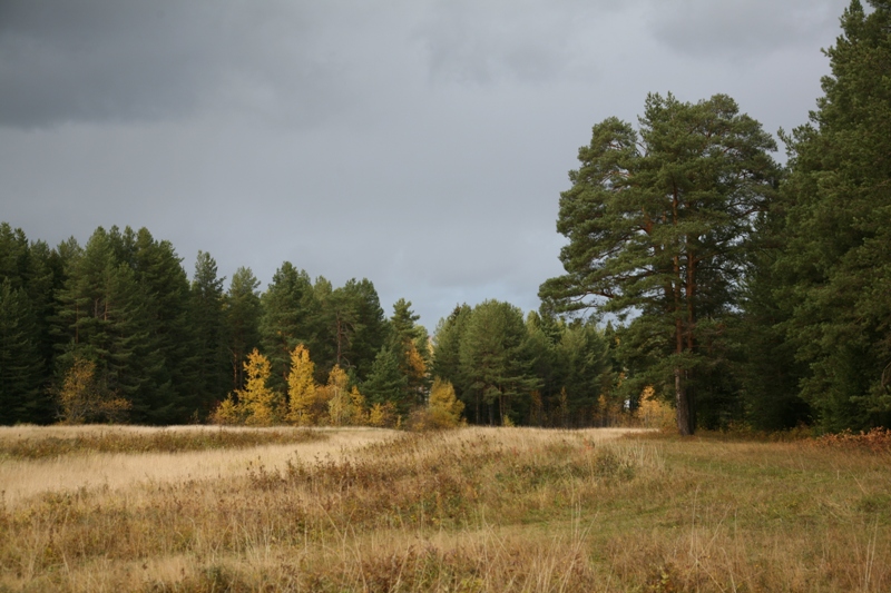 Алёшино, image of landscape/habitat.