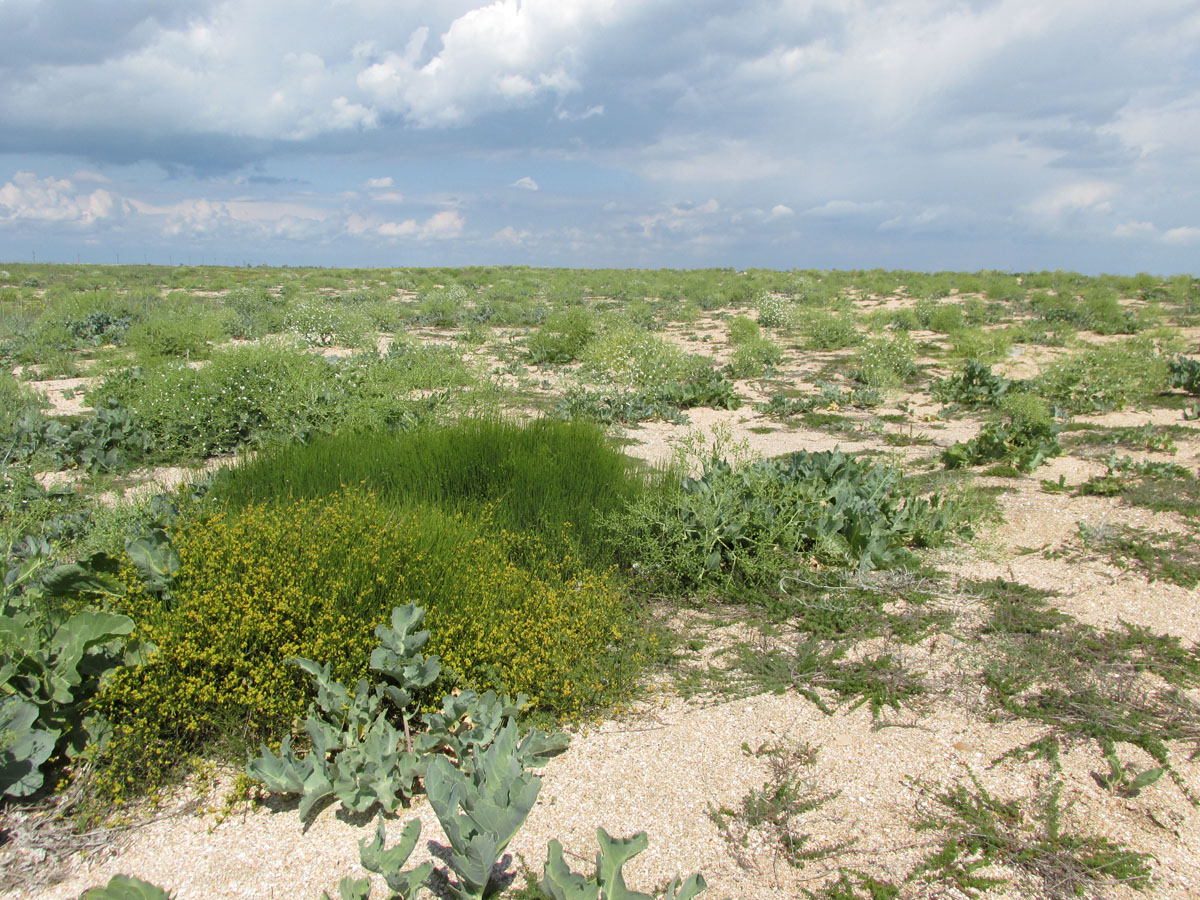 Арабатская стрелка, image of landscape/habitat.