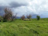 Между Запорожьем и Степным, image of landscape/habitat.