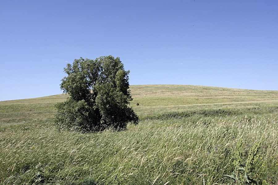 Истоки Арыси, image of landscape/habitat.