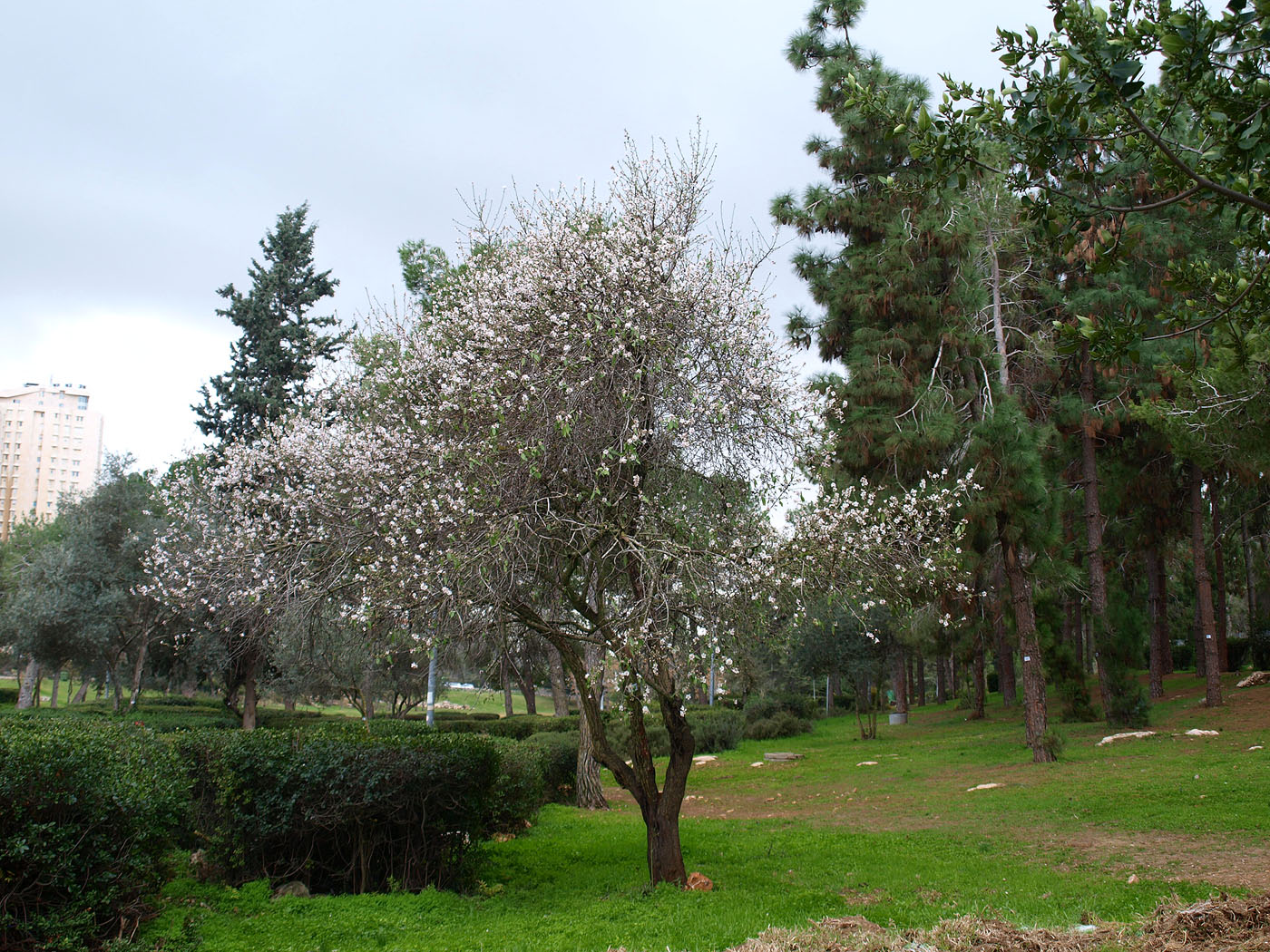 Центр Иерусалима, image of landscape/habitat.