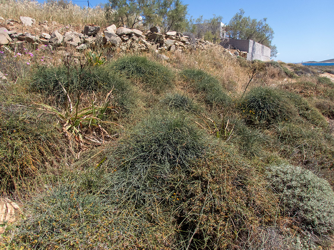 Остров Сирос, image of landscape/habitat.