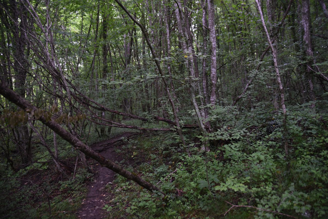 Долина ручья Бачурина, image of landscape/habitat.