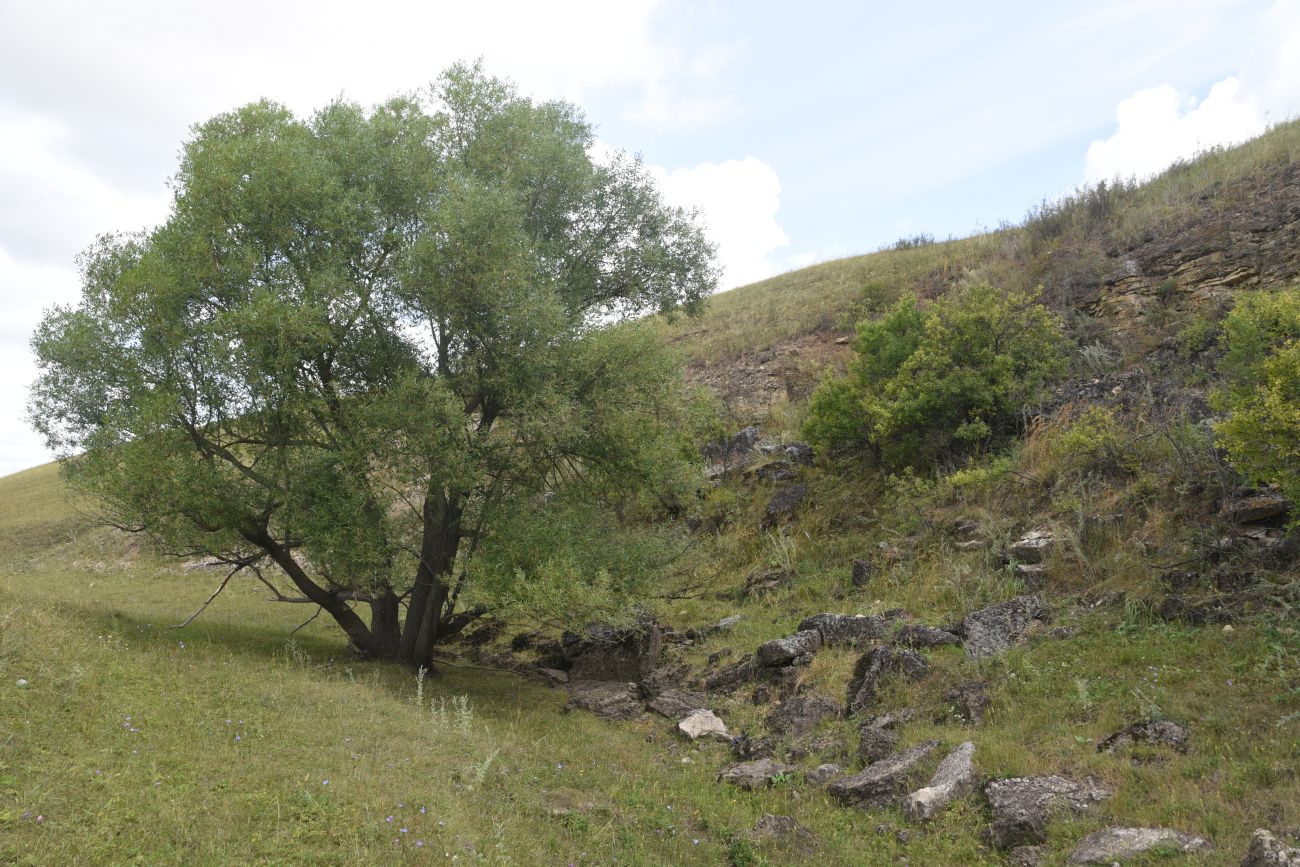 Нижняя часть долины Паники, image of landscape/habitat.