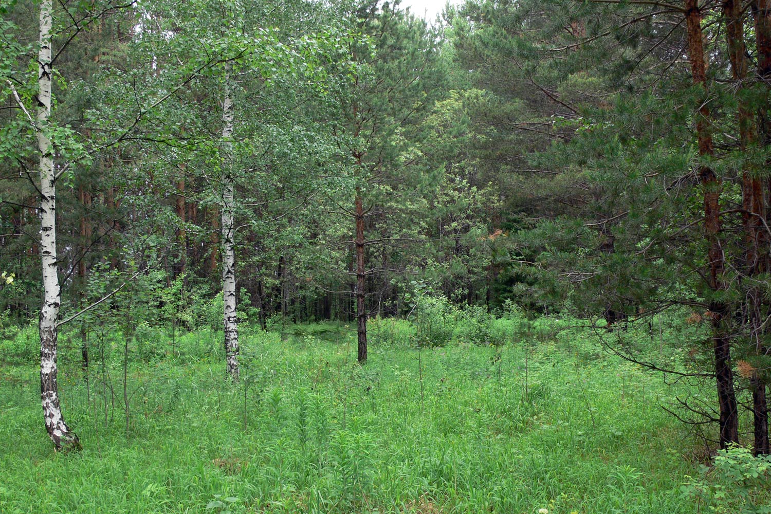 Мостовское, image of landscape/habitat.