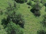 Кондара, image of landscape/habitat.