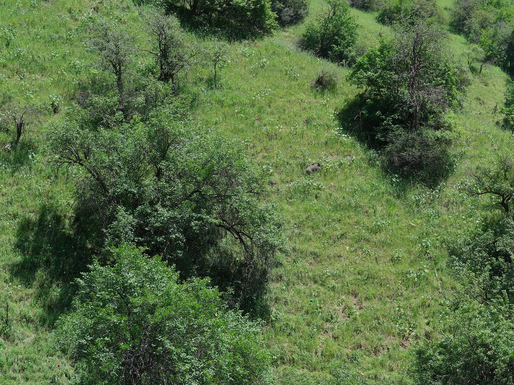 Кондара, image of landscape/habitat.