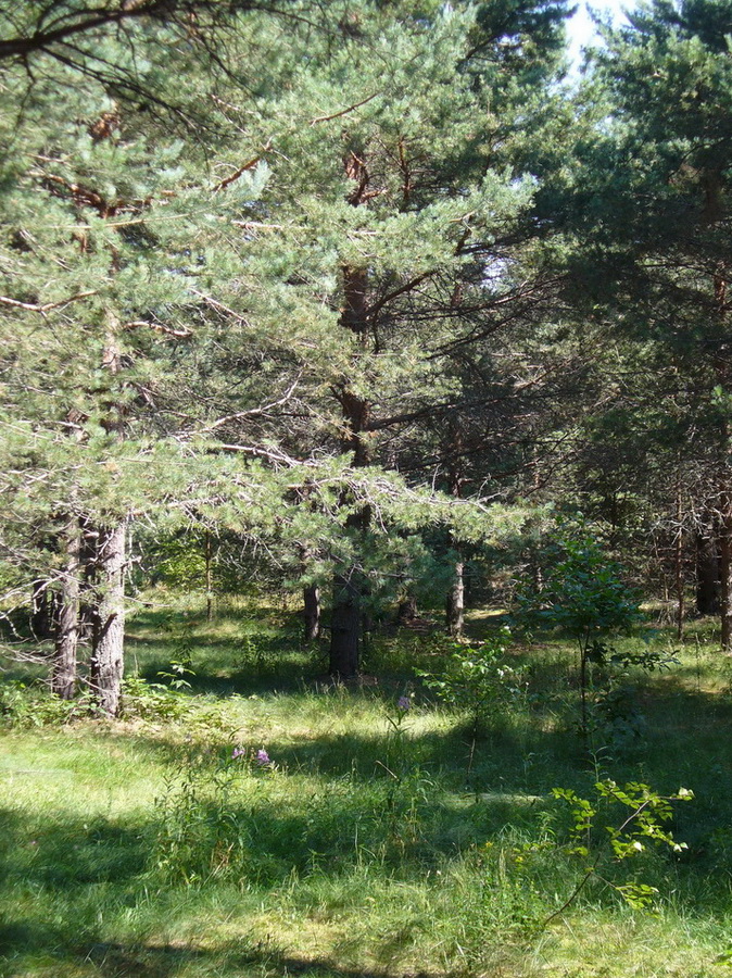 Кухмарь, image of landscape/habitat.