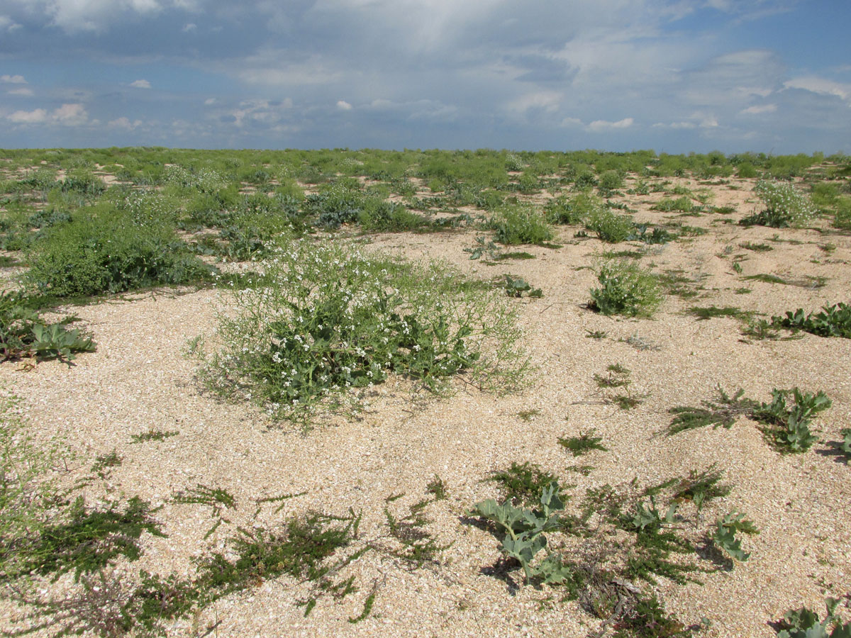 Арабатская стрелка, image of landscape/habitat.