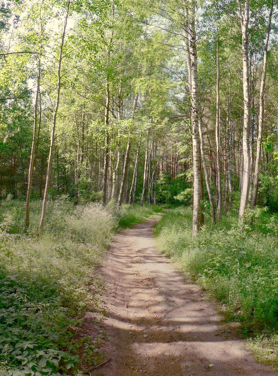 Лес Клебонишкис, image of landscape/habitat.