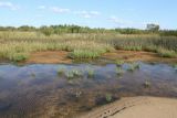 Спицино, image of landscape/habitat.