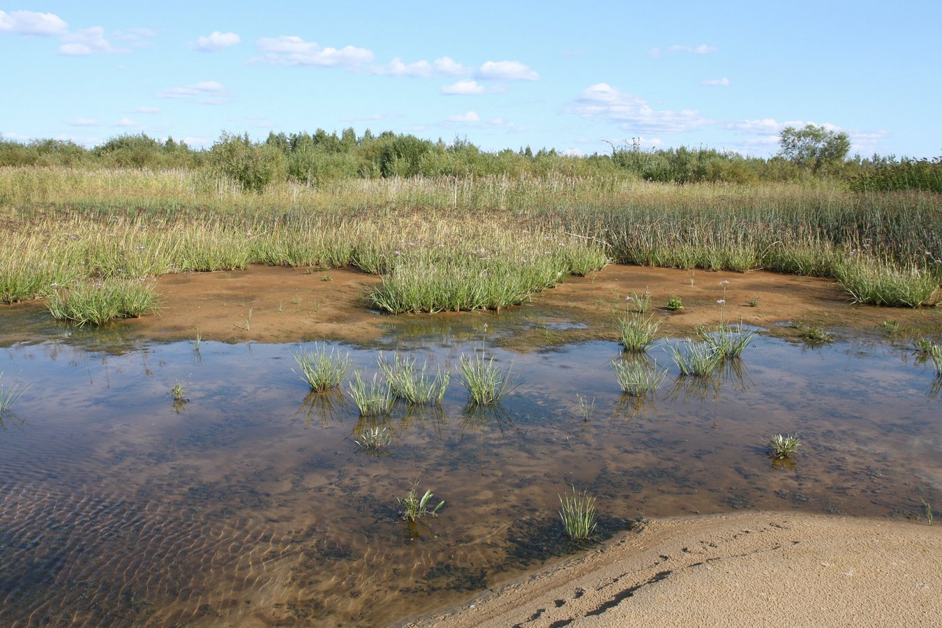 Спицино, image of landscape/habitat.