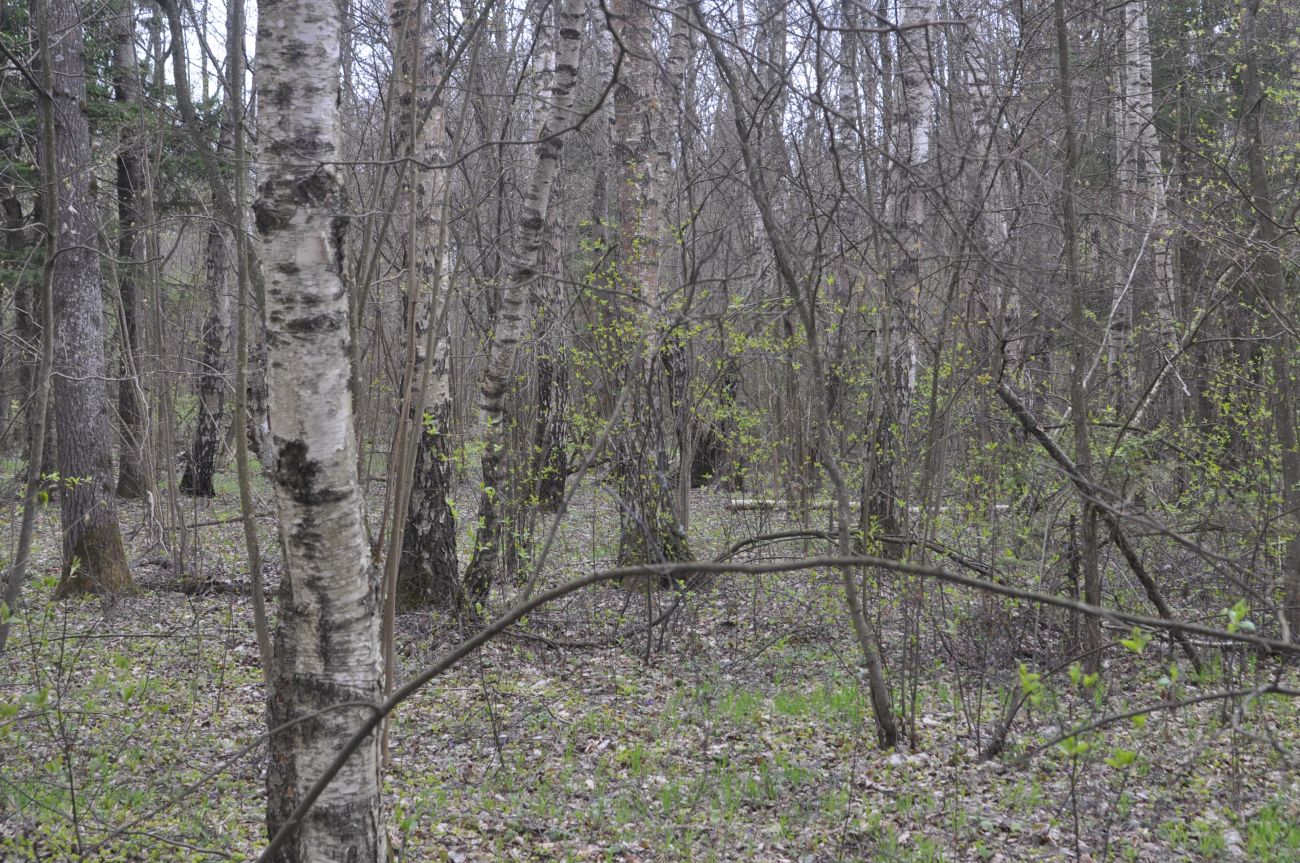 Окрестности деревни Чёлохово, image of landscape/habitat.