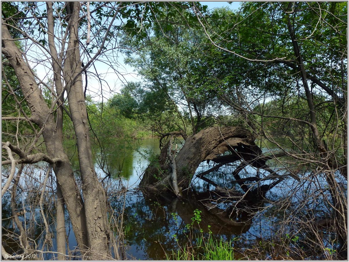 Щучья Лужа, image of landscape/habitat.