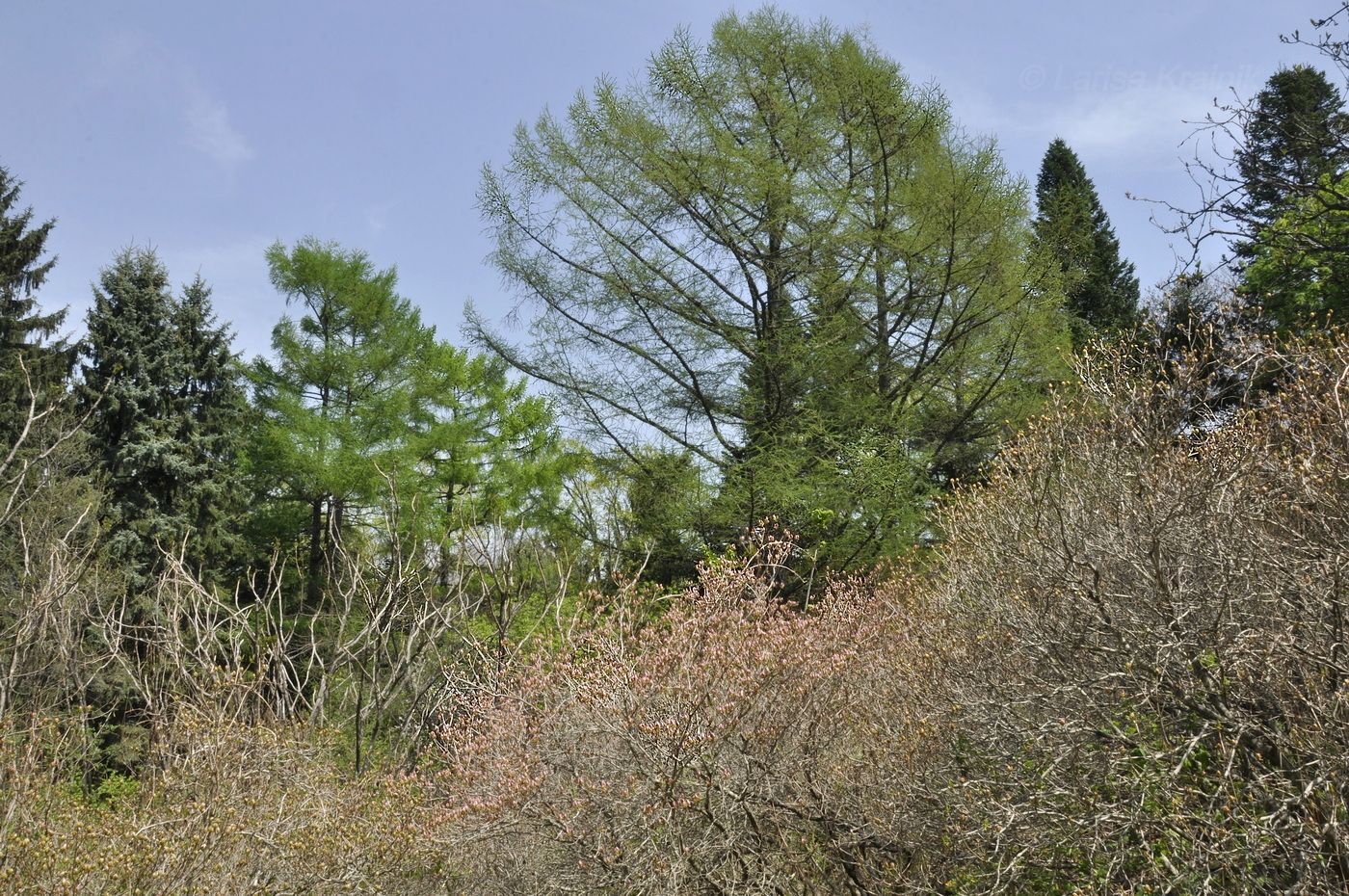 Горнотаёжное, image of landscape/habitat.