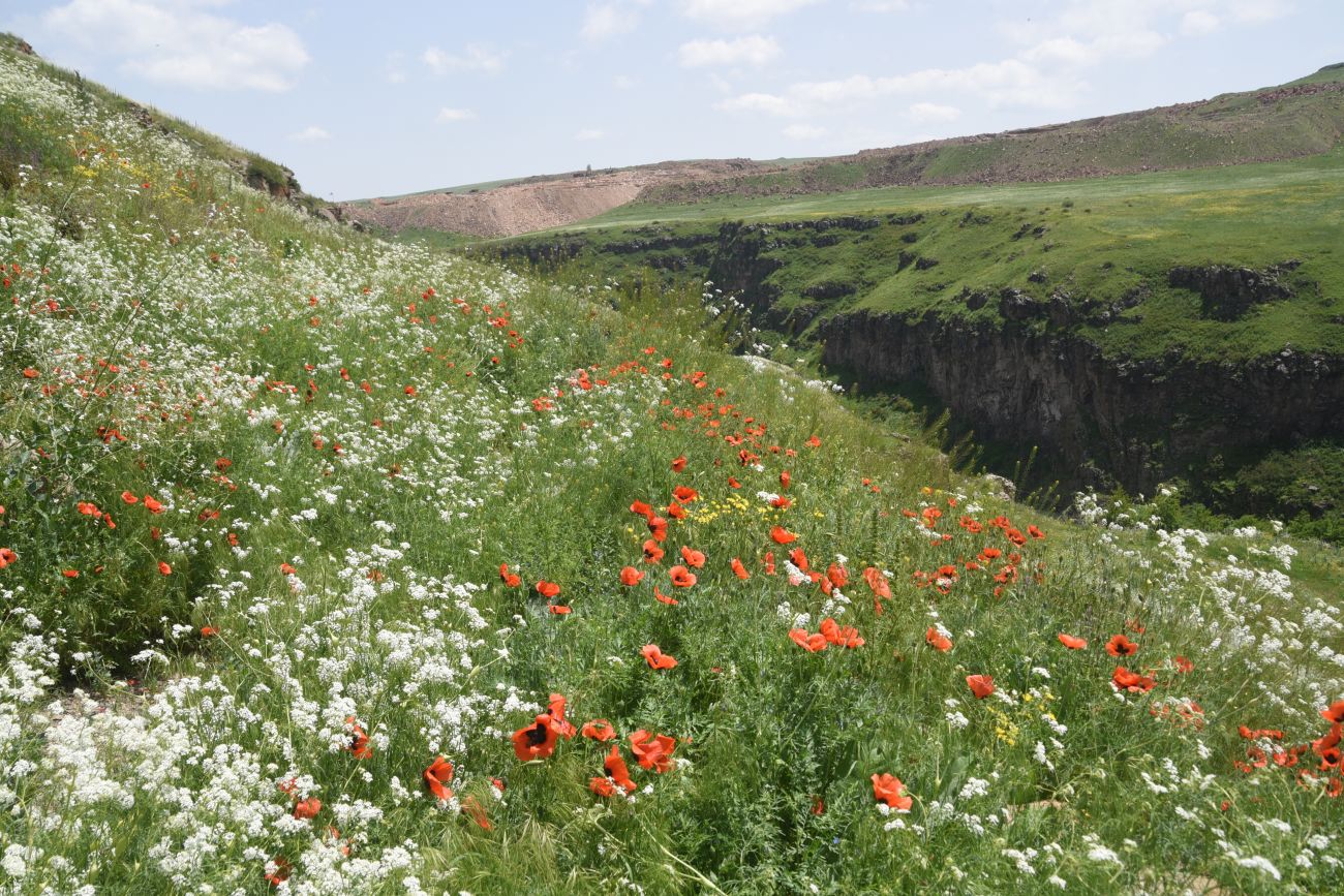 Окрестности бывшего города Ани, изображение ландшафта.