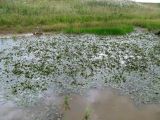 Рекультивированный карьер, image of landscape/habitat.