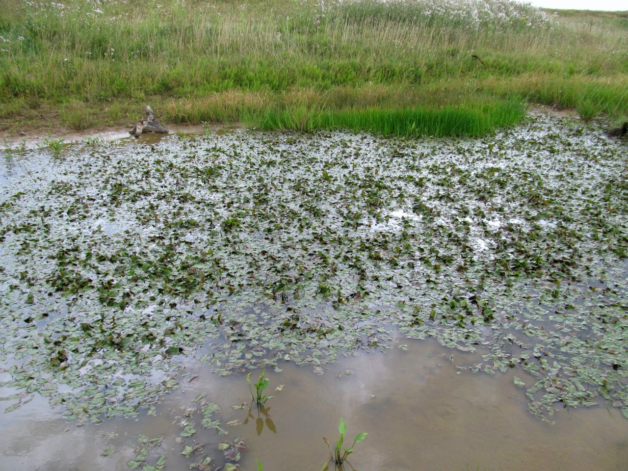 Рекультивированный карьер, image of landscape/habitat.