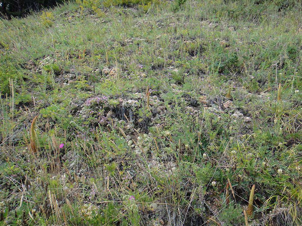 Листвянка, image of landscape/habitat.