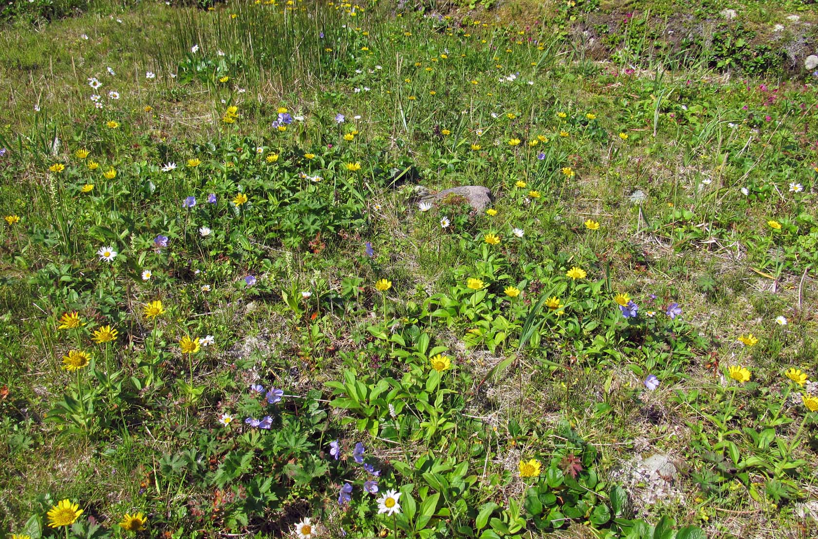 Остров Медный, image of landscape/habitat.