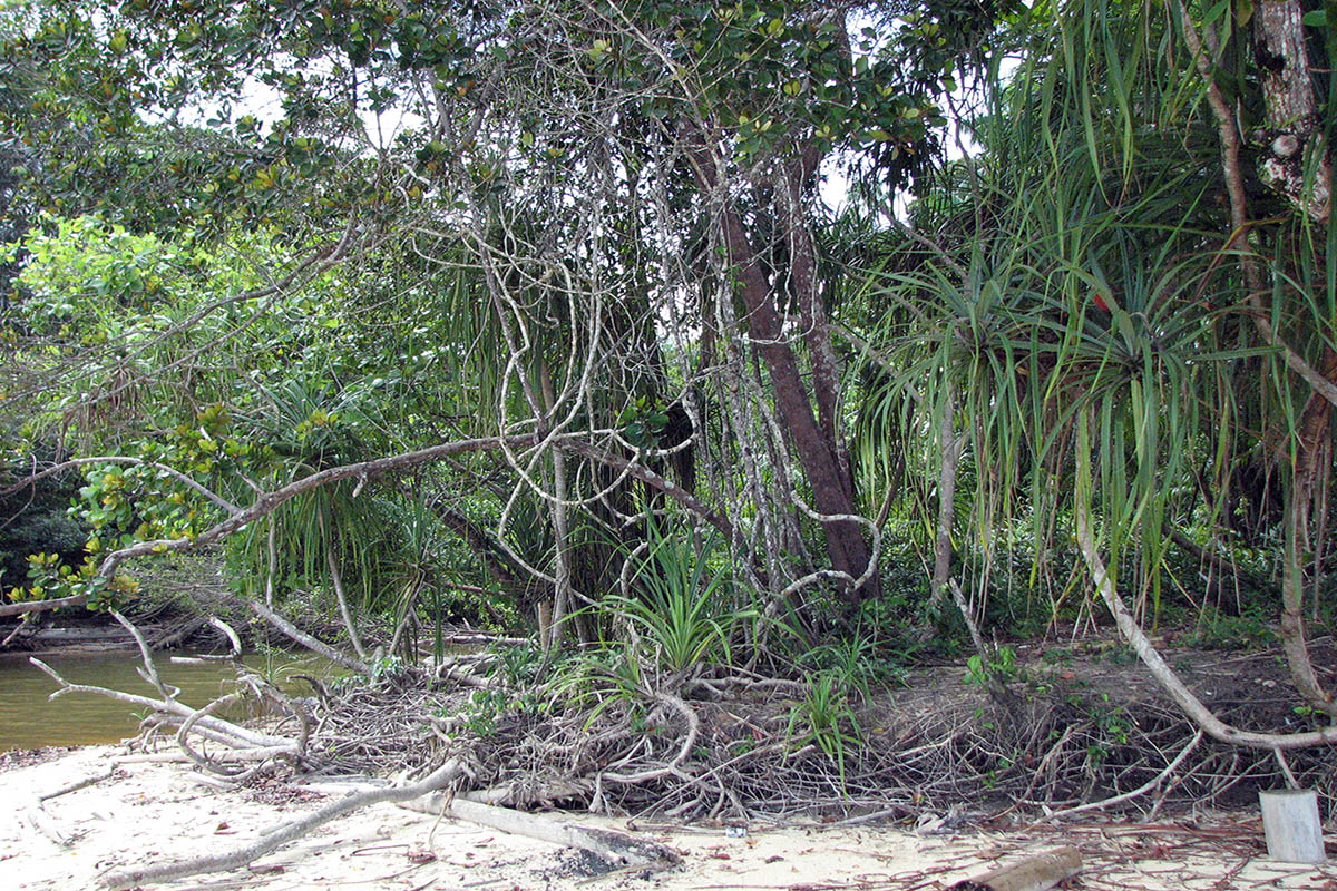 Симиладжи, image of landscape/habitat.