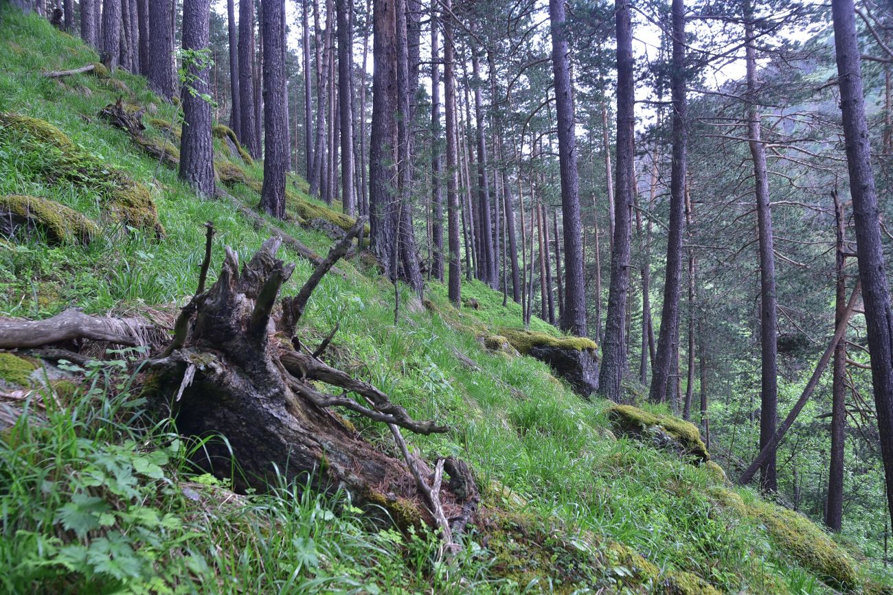Гора Донгуз-Орун-Гитче-Кара-Баши, image of landscape/habitat.