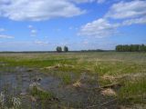 Школьный заказник орхидей, image of landscape/habitat.