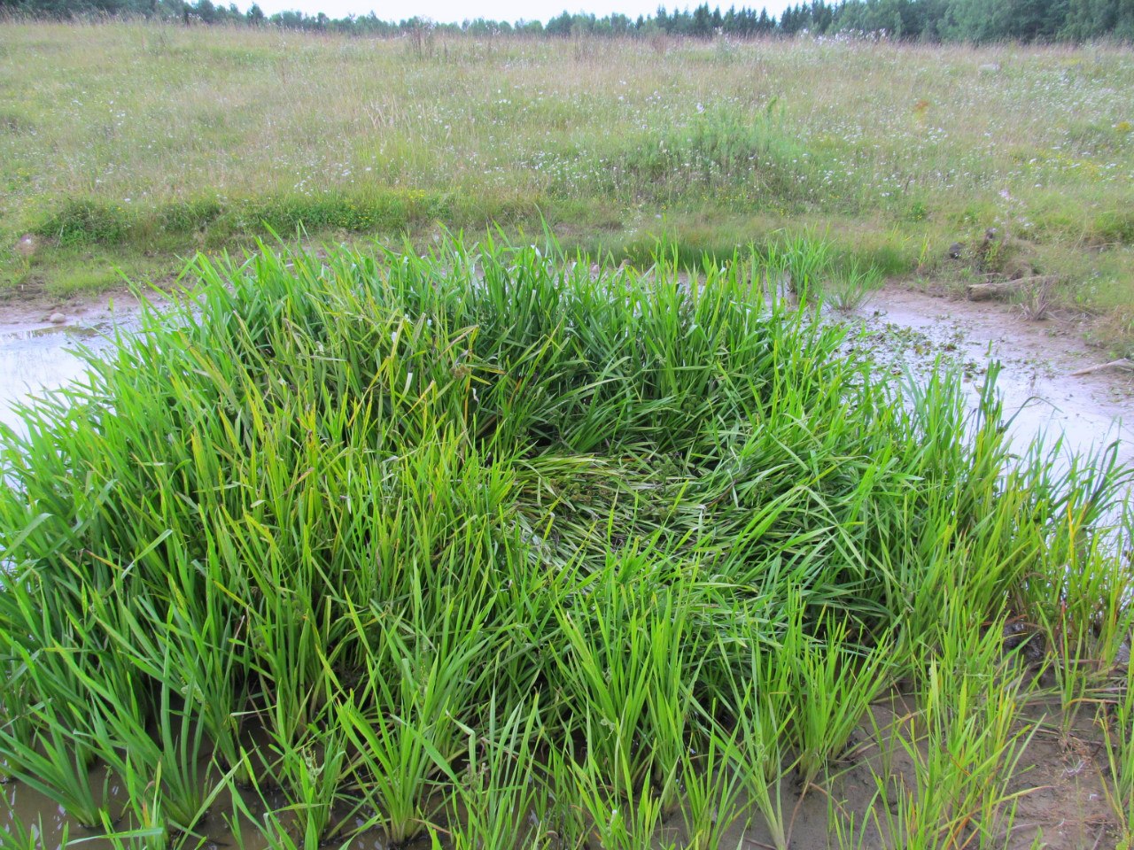 Рекультивированный карьер, image of landscape/habitat.