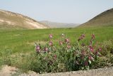 Окр. Пачкамарского водохранилища, изображение ландшафта.