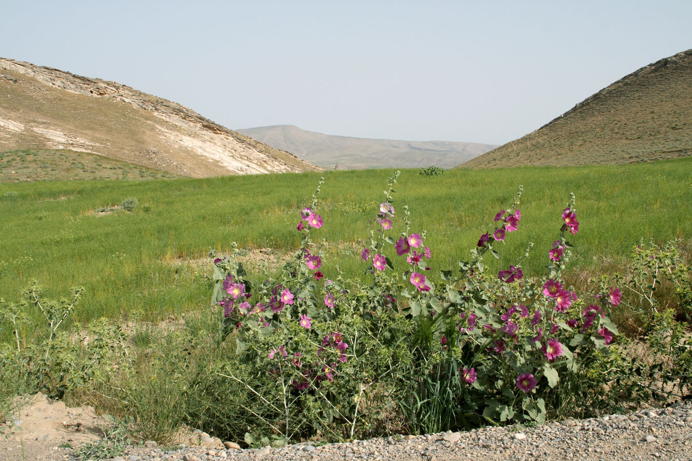 Окр. Пачкамарского водохранилища, image of landscape/habitat.