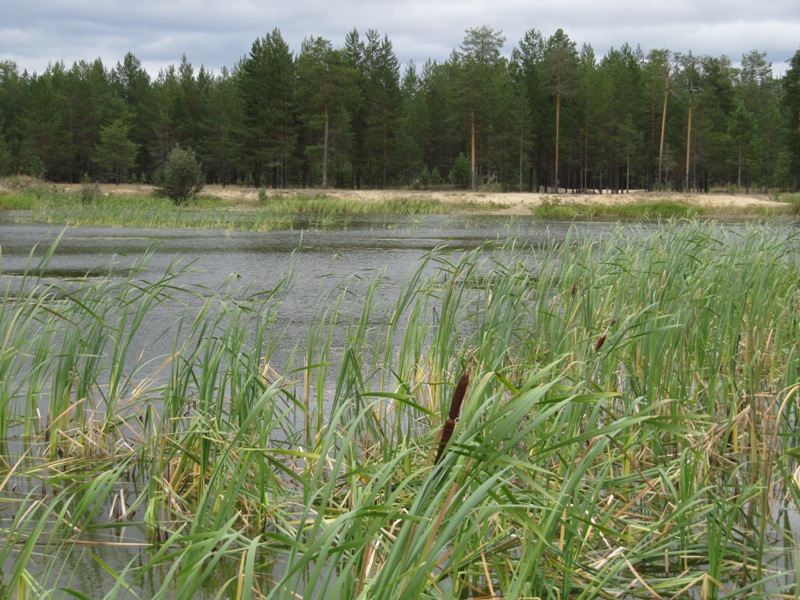 Пычимское озеро, image of landscape/habitat.