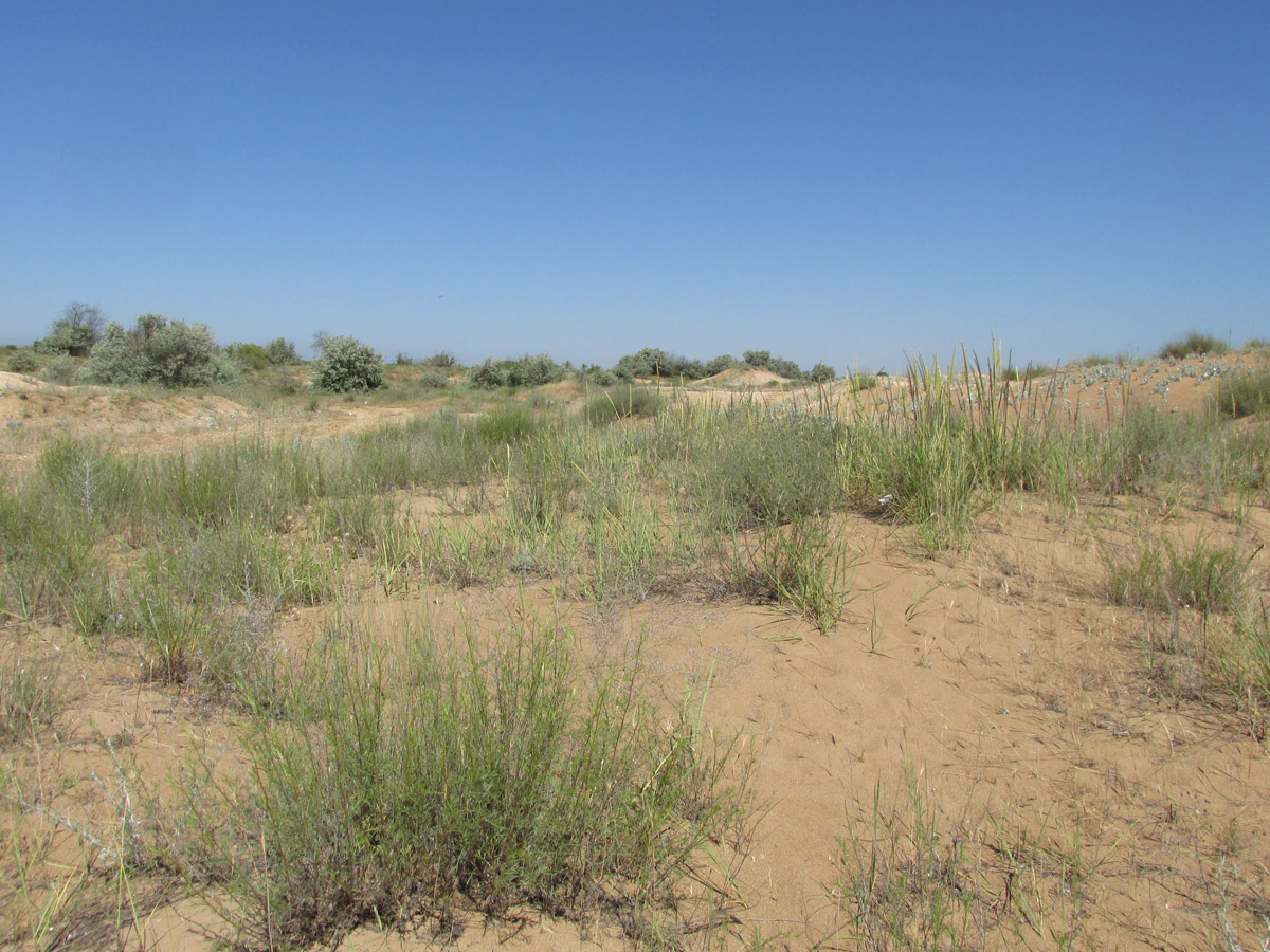 Берег моря у посёлка Мамедкала, image of landscape/habitat.