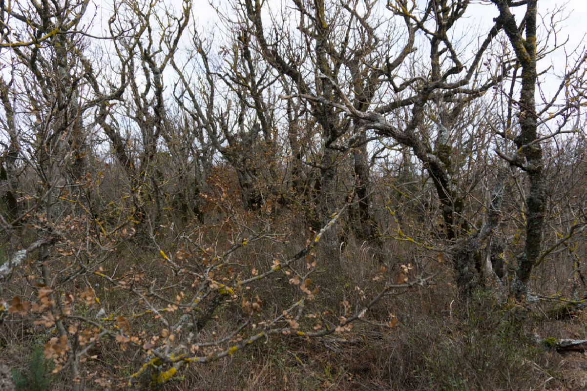 Мыс Большой Утриш, image of landscape/habitat.