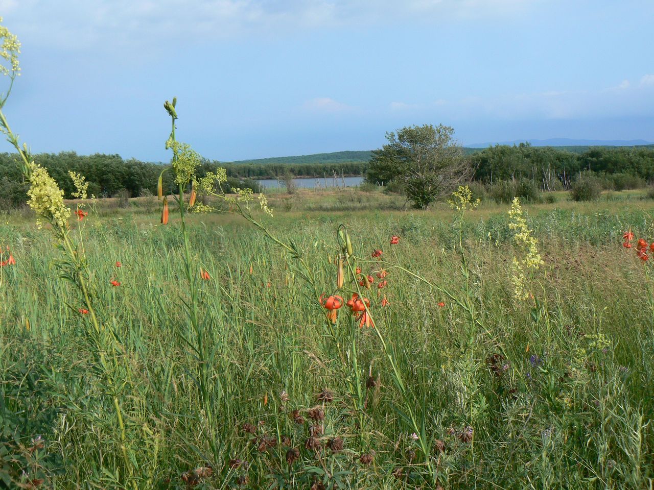 Большой Уссурийский остров, image of landscape/habitat.