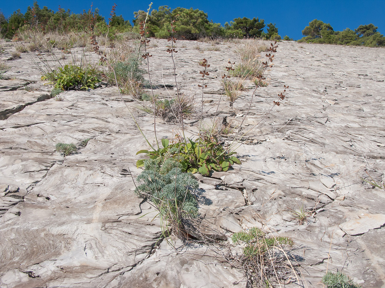 Дооб, image of landscape/habitat.