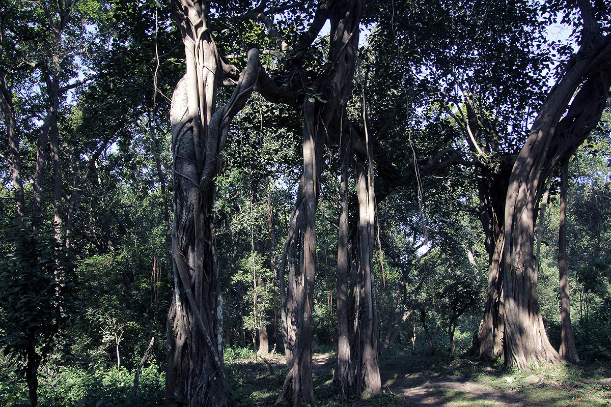 Национальный парк "Раджеджи", изображение ландшафта.