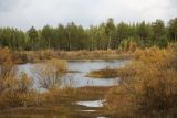 Пычимское озеро, image of landscape/habitat.