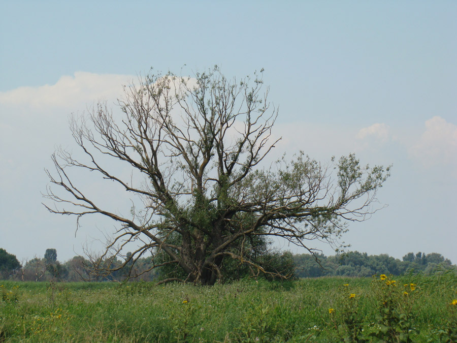 Дельта Дона, image of landscape/habitat.