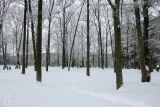 Лесопарк Пышки, image of landscape/habitat.