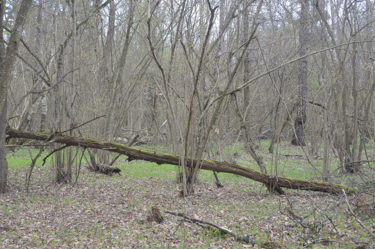 Окрестности деревни Чёлохово, image of landscape/habitat.