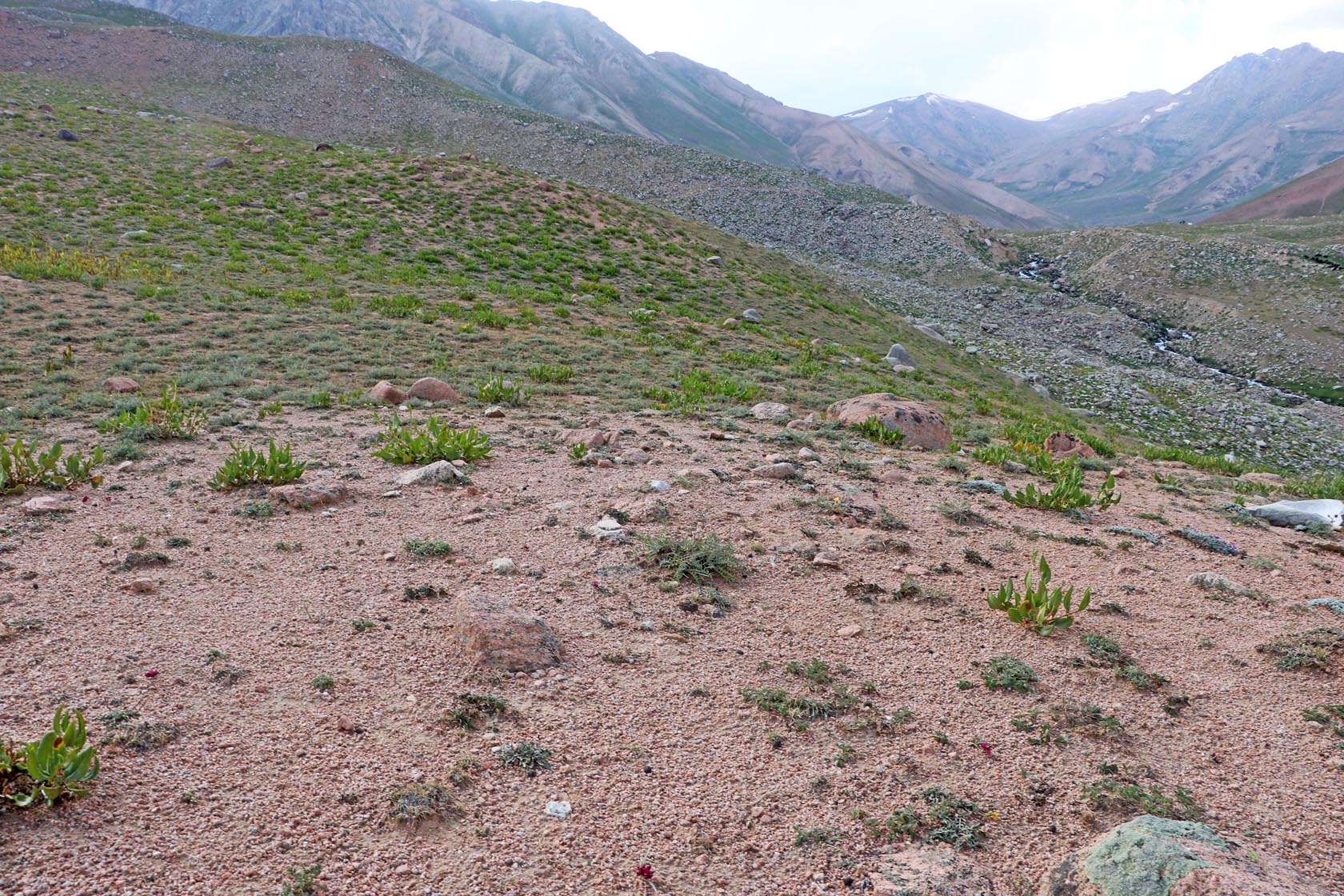 Арашан, image of landscape/habitat.