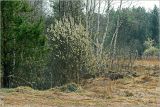 Окрестности Хрипани, image of landscape/habitat.