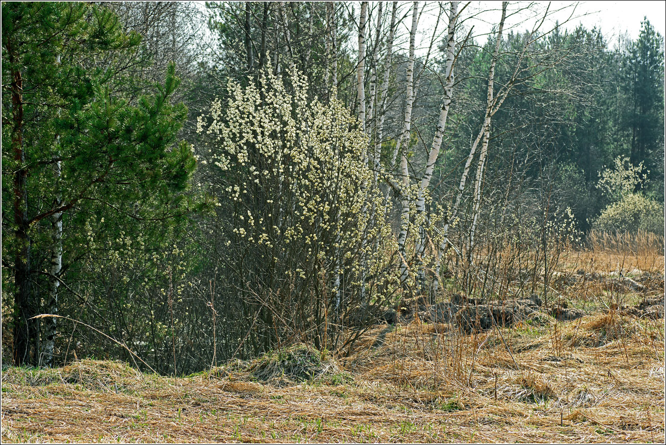 Окрестности Хрипани, image of landscape/habitat.