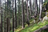 Гора Донгуз-Орун-Гитче-Кара-Баши, изображение ландшафта.