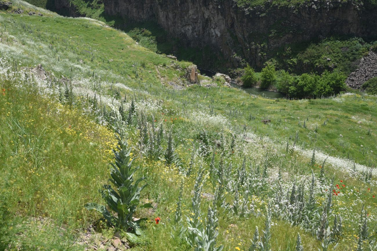 Окрестности бывшего города Ани, изображение ландшафта.