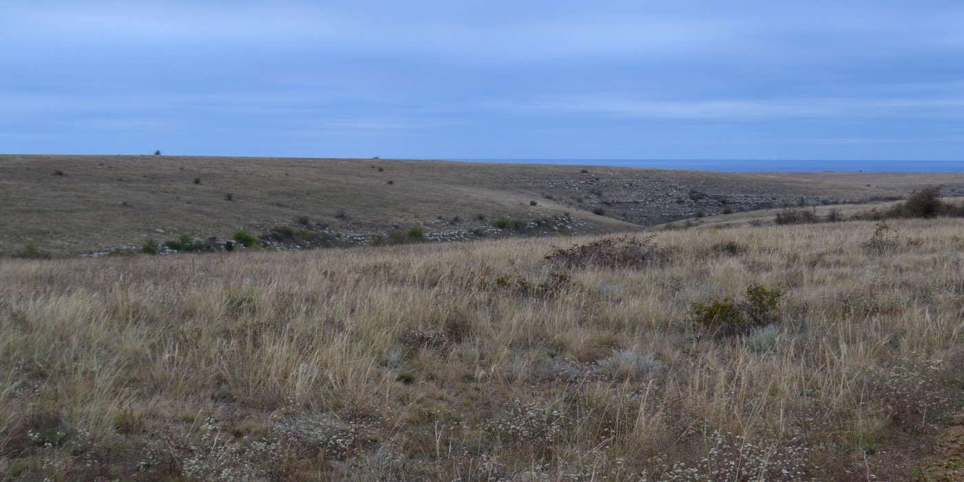 Тарханкут, image of landscape/habitat.