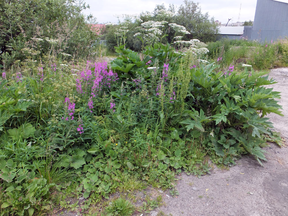 Жилстрой, image of landscape/habitat.